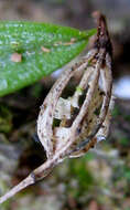 Image of Anathallis articulata (Lindl.) Luer & Toscano