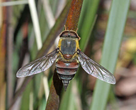 Image of Trichophthalma scapularis Bigot 1881