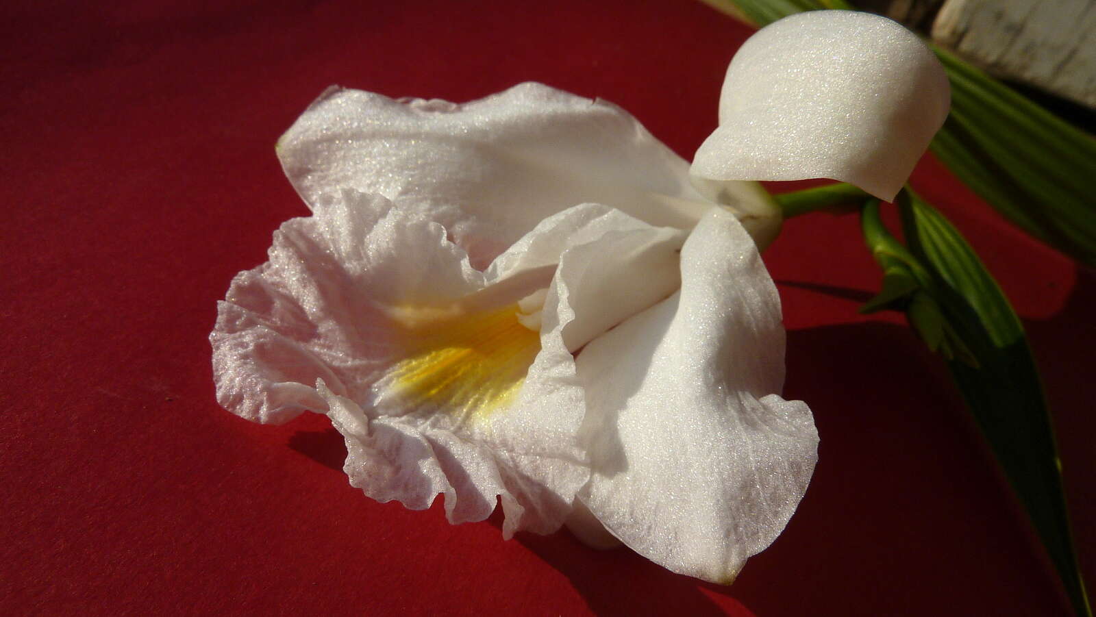 Image of Sobralia liliastrum Lindl.