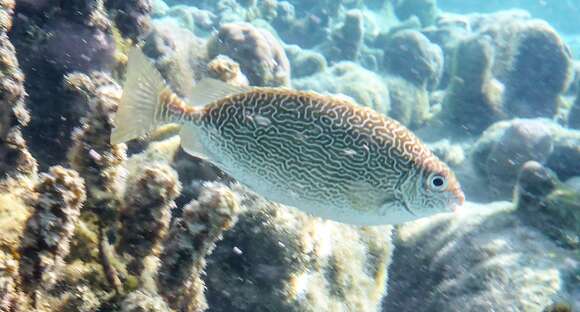 Image of Maze Rabbitfish