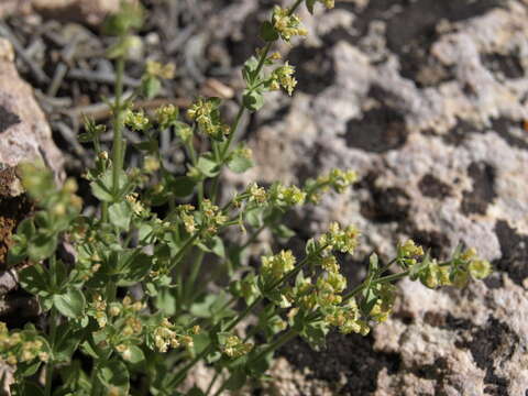 Image of shrubby bedstraw