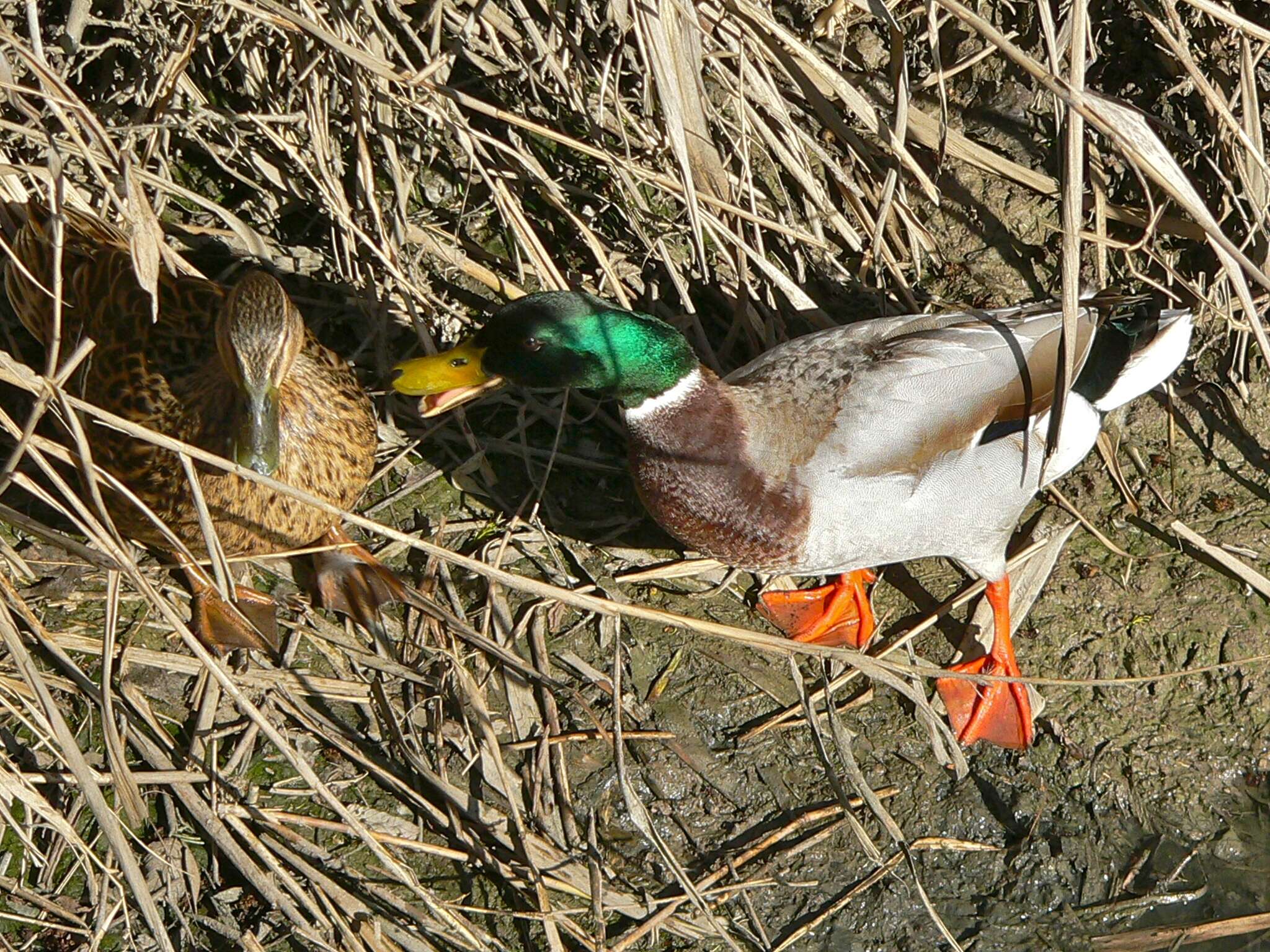 Image of Common Mallard