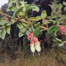 Image of Brachyotum ledifolium (Desr.) Triana