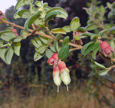 صورة Brachyotum ledifolium (Desr.) Triana