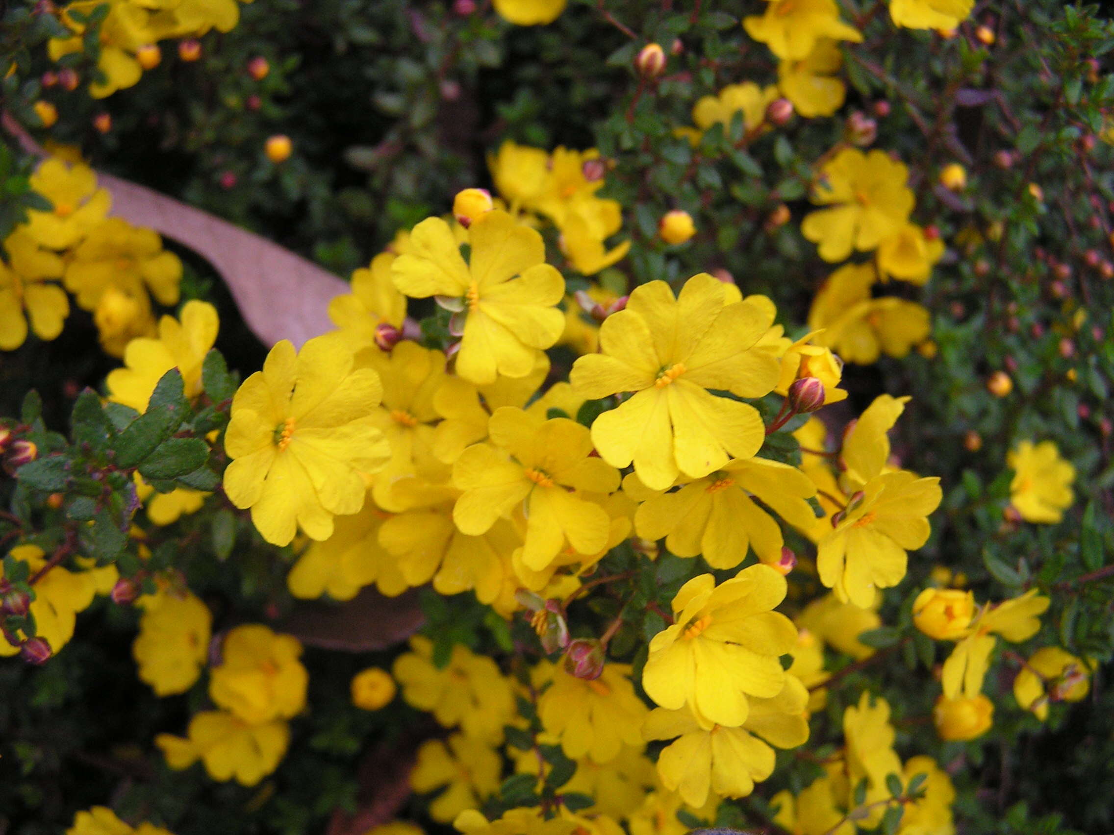 Image of Hibbertia empetrifolia (DC.) Hoogland