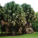 Image of Talipot palm