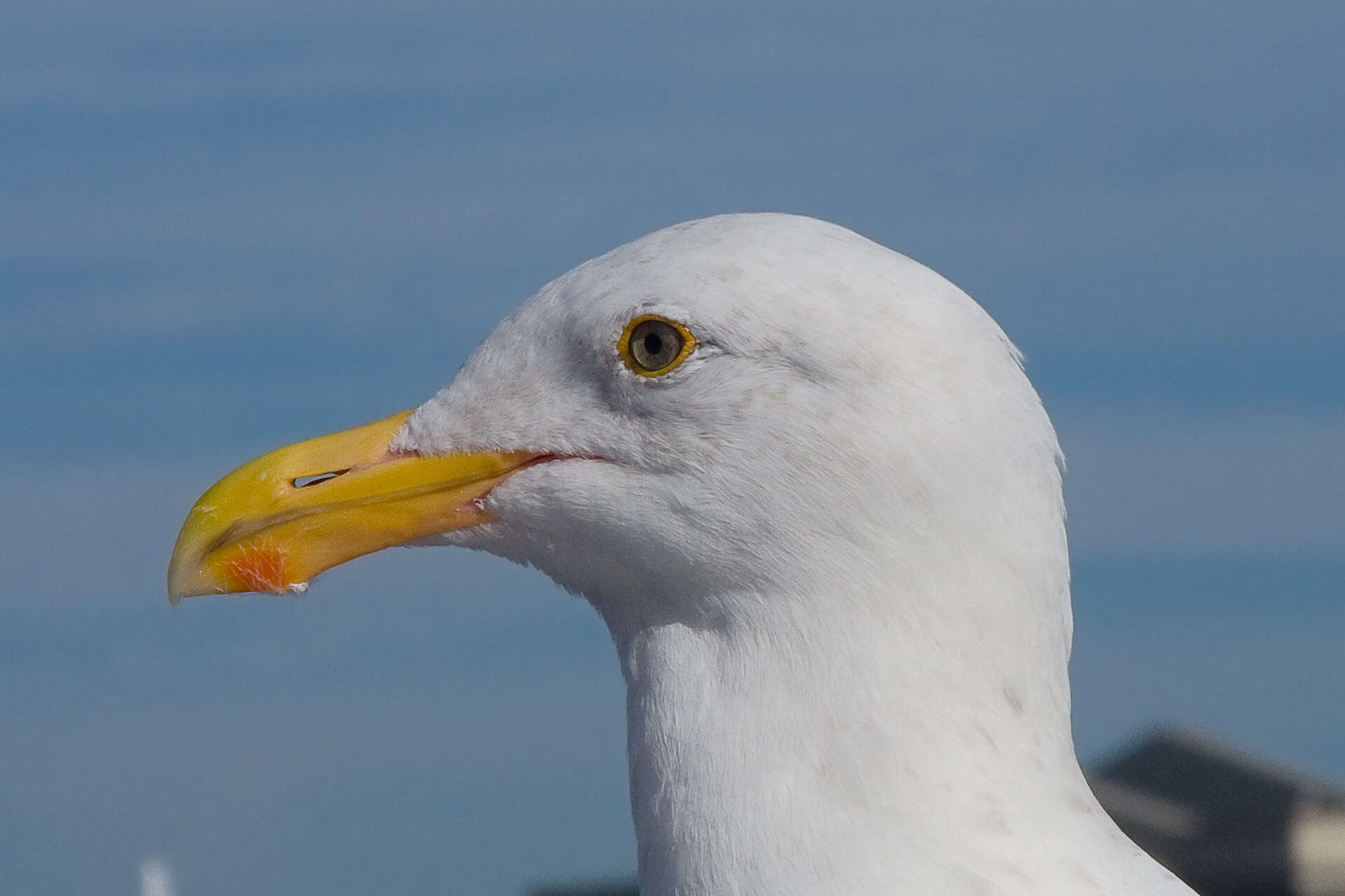 Image of Western Gull