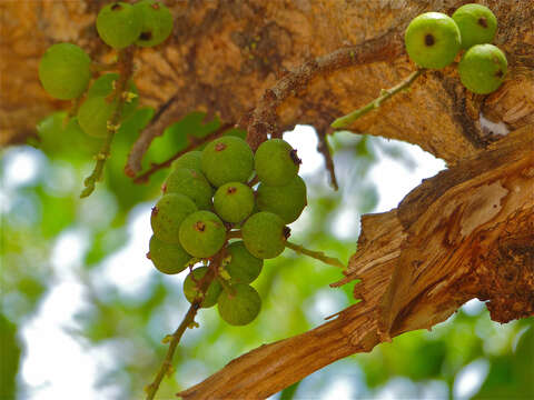 Imagem de Ficus sansibarica Warb.