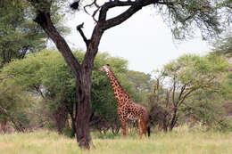 Image of Giraffe