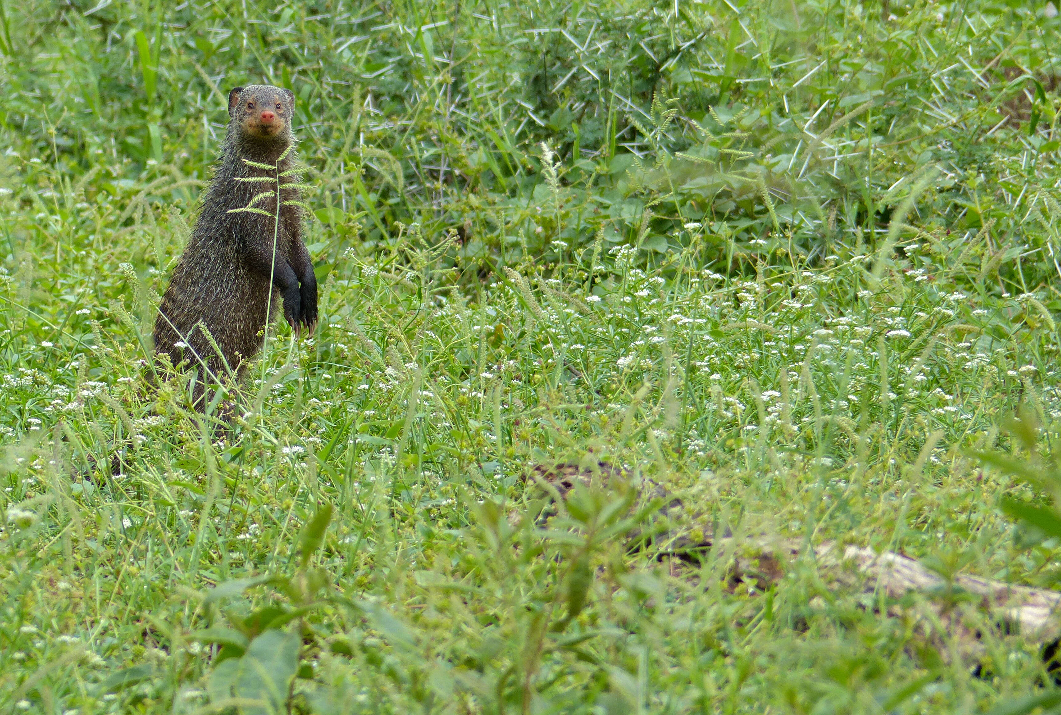 Image of Banded mongooses