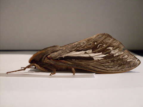 Image of ghost moths