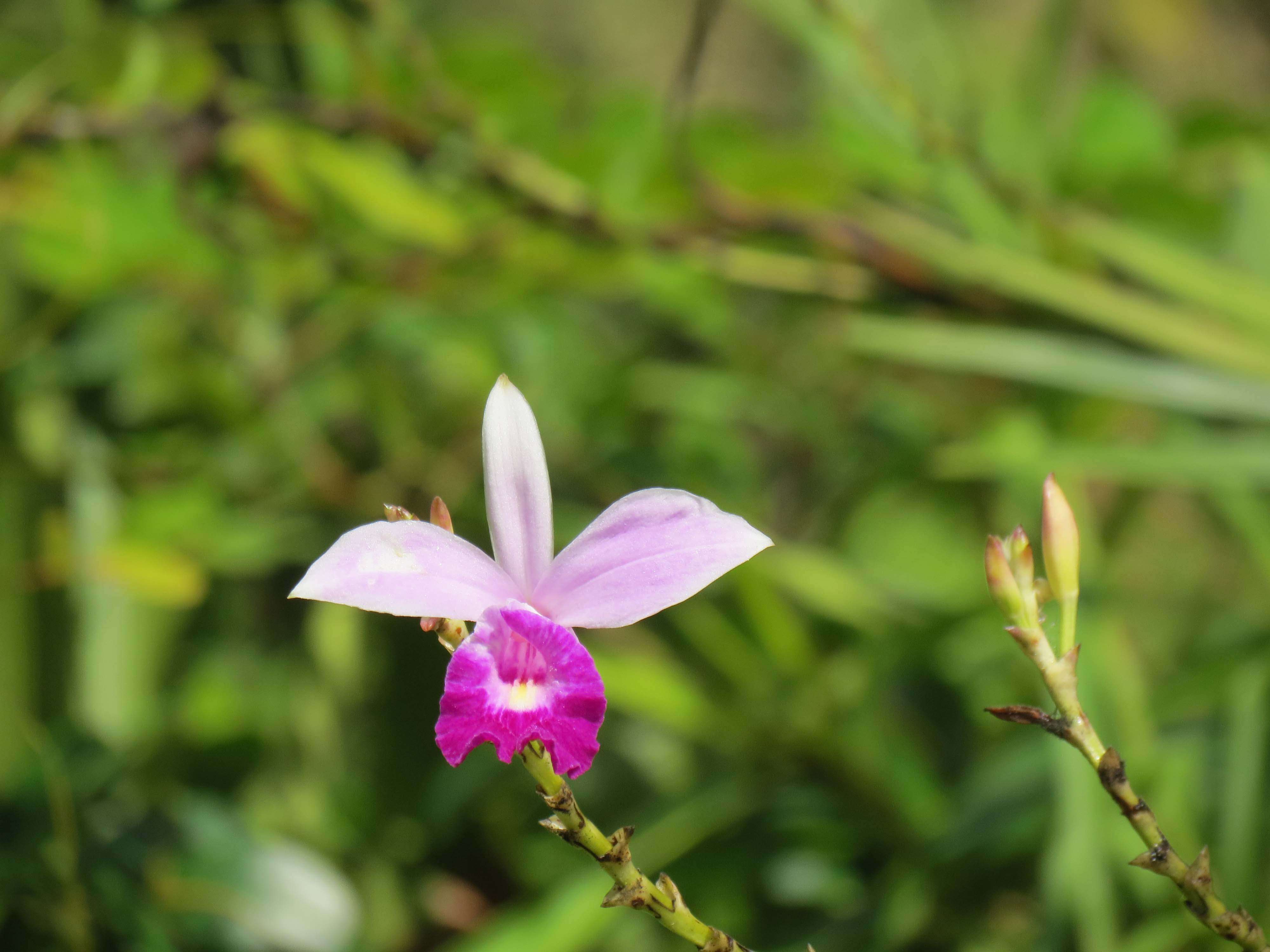 Image of Bamboo orchid