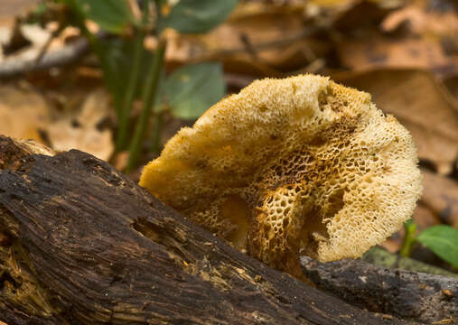 Image de Polypore du mûrier