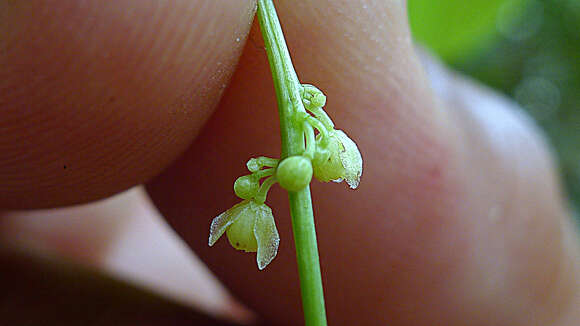 Image of Odontocarya vitis (Vell.) J. M. A. Braga