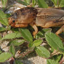 Image of Two-clawed Mole Crickets