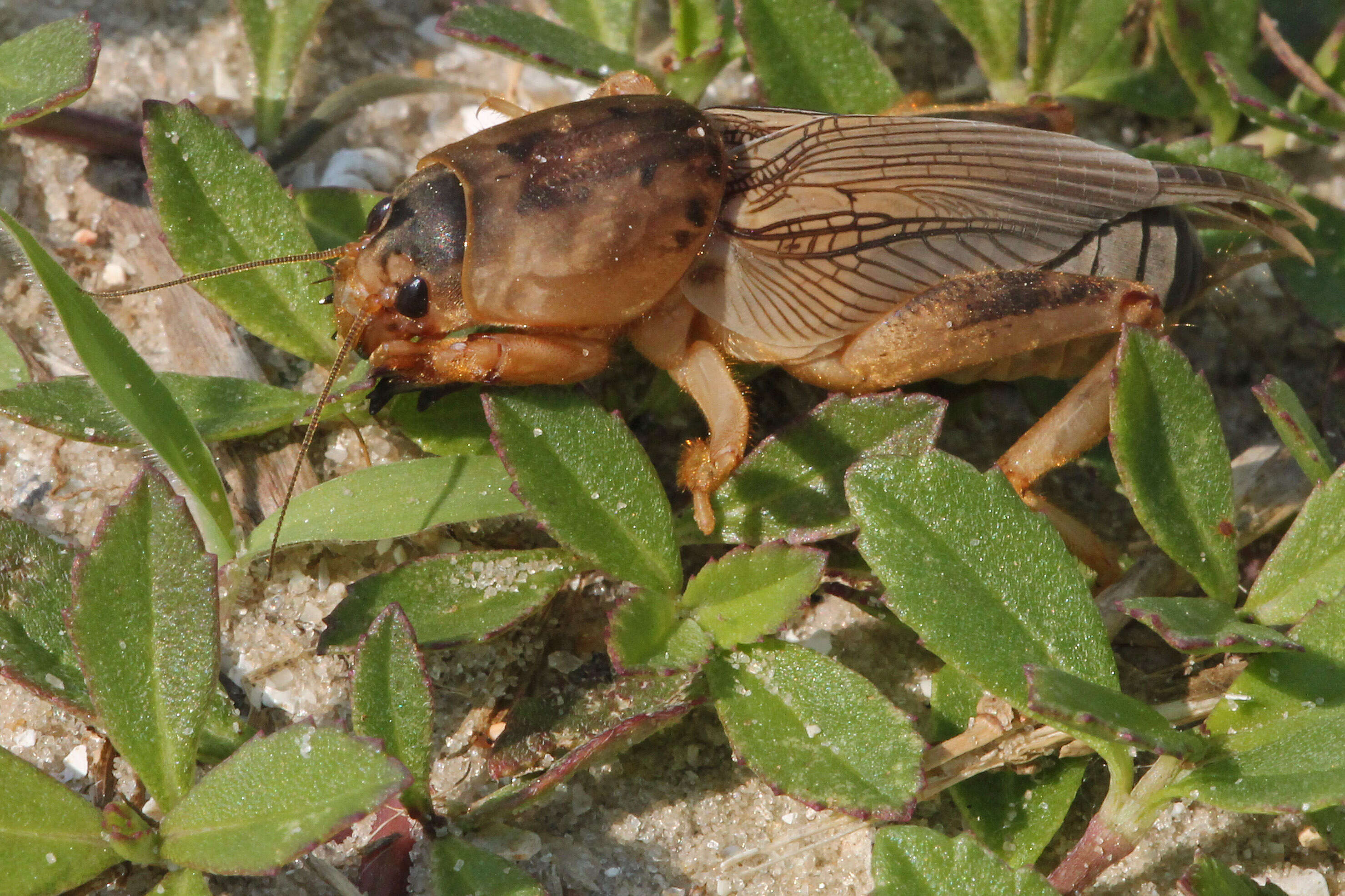 Image of mole crickets