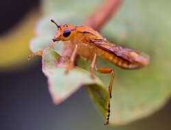 Image of pergid sawflies