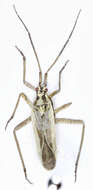 صورة Notostira elongata (Geoffroy 1785)