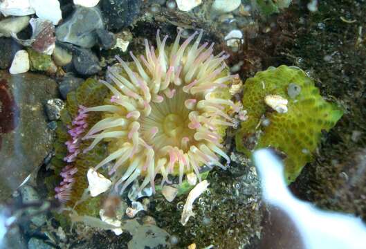 Image of aggregating anemone