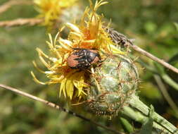 Image de Cétoine grise