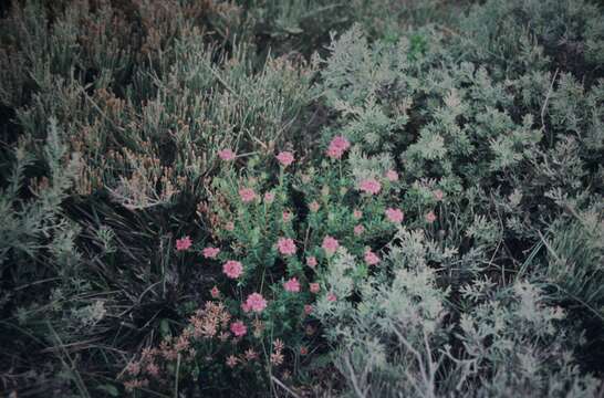 Image of Pimelea ferruginea Labill.