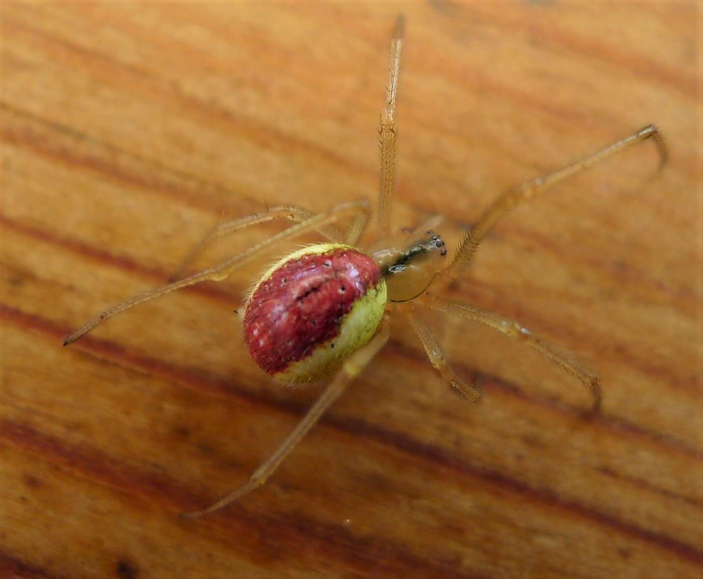 Image of Enoplognatha ovata (Clerck 1757)