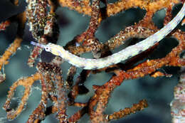 Image of blackhead pipefish