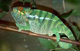 Image of Malagasy chameleons