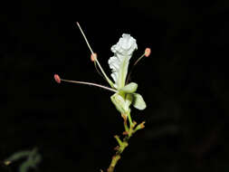 Plancia ëd Macrolobium costaricense W. C. Burger