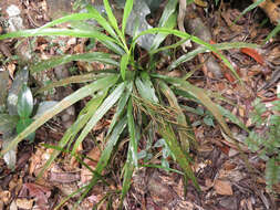 Image of Grass orchids