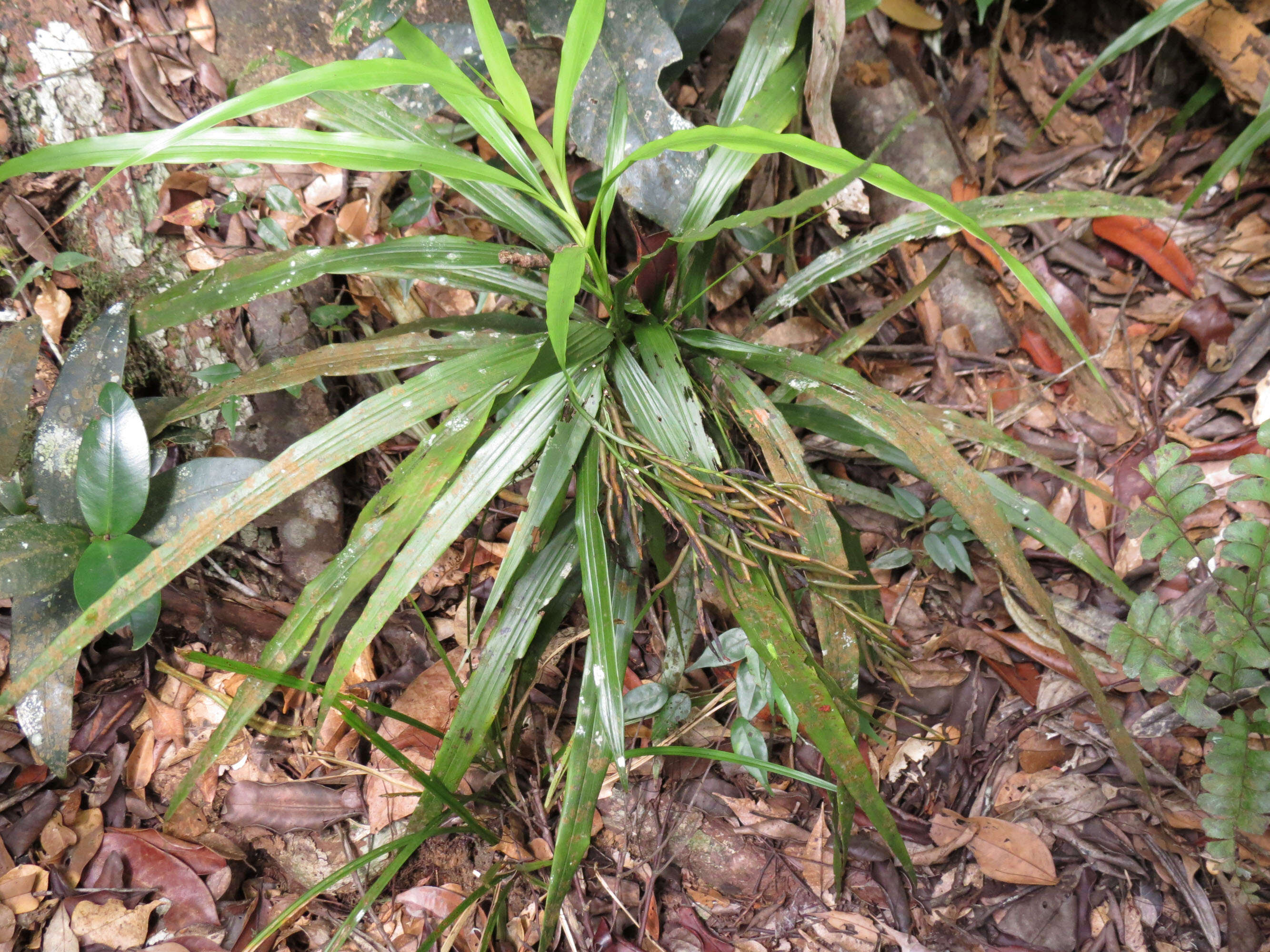 Image of Grass orchids