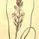 Image of Trachyandra ciliata (L. fil.) Kunth