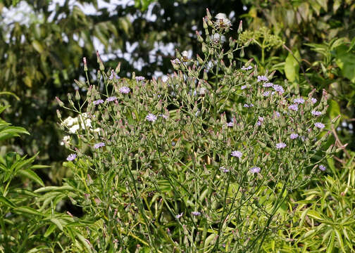 صورة Lactuca graminifolia Michx.