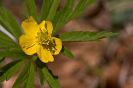 Image of Yellow Anemone