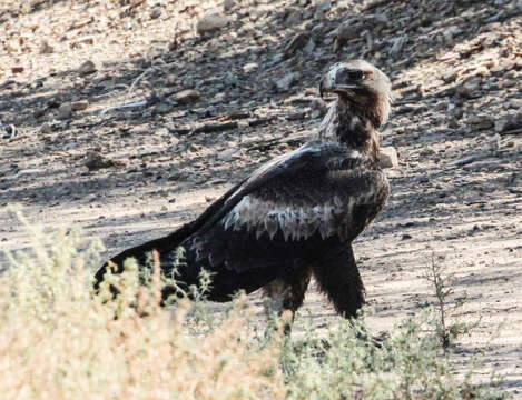 Image of Aquila audax audax (Latham 1801)