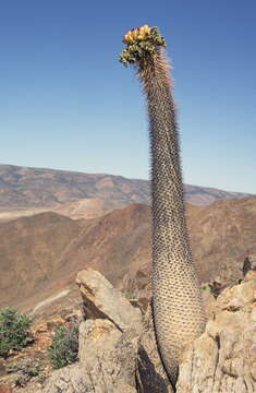 Image of Pachypodium namaquanum (Wyley ex Harv.) Welw.