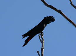 Image of cockatoos