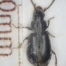 Imagem de Acupalpus (Acupalpus) meridianus (Linnaeus 1760)