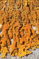 Image de Xanthoria