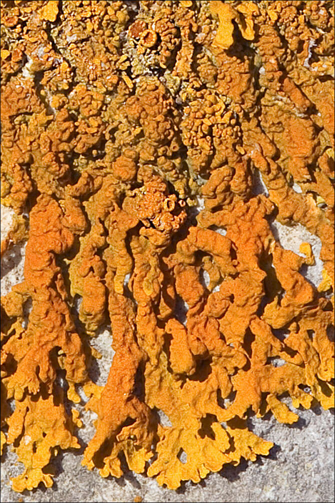 Image of orange wall lichen