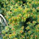 Sivun Euphorbia myrsinites L. kuva