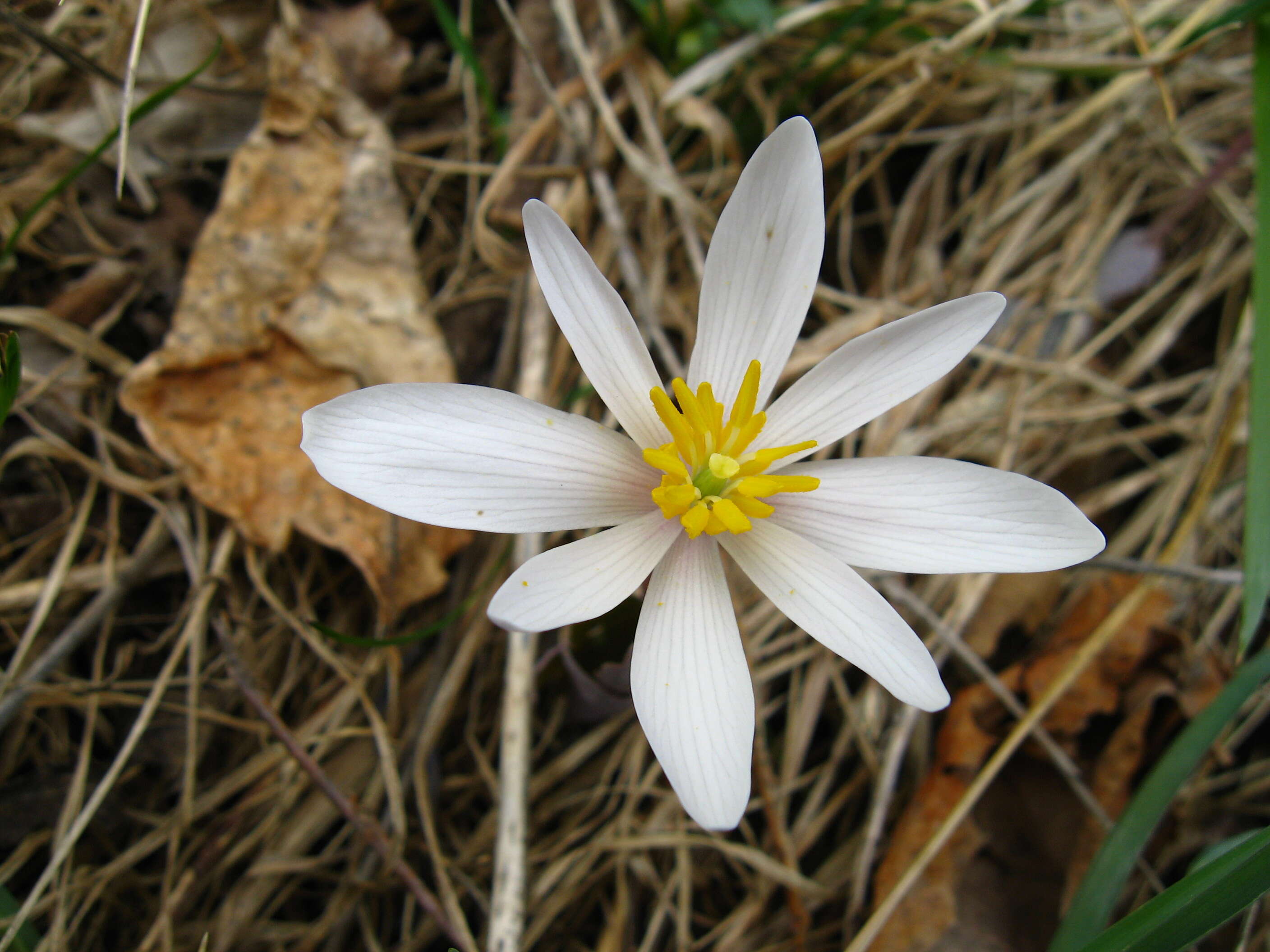 Image of bloodroot