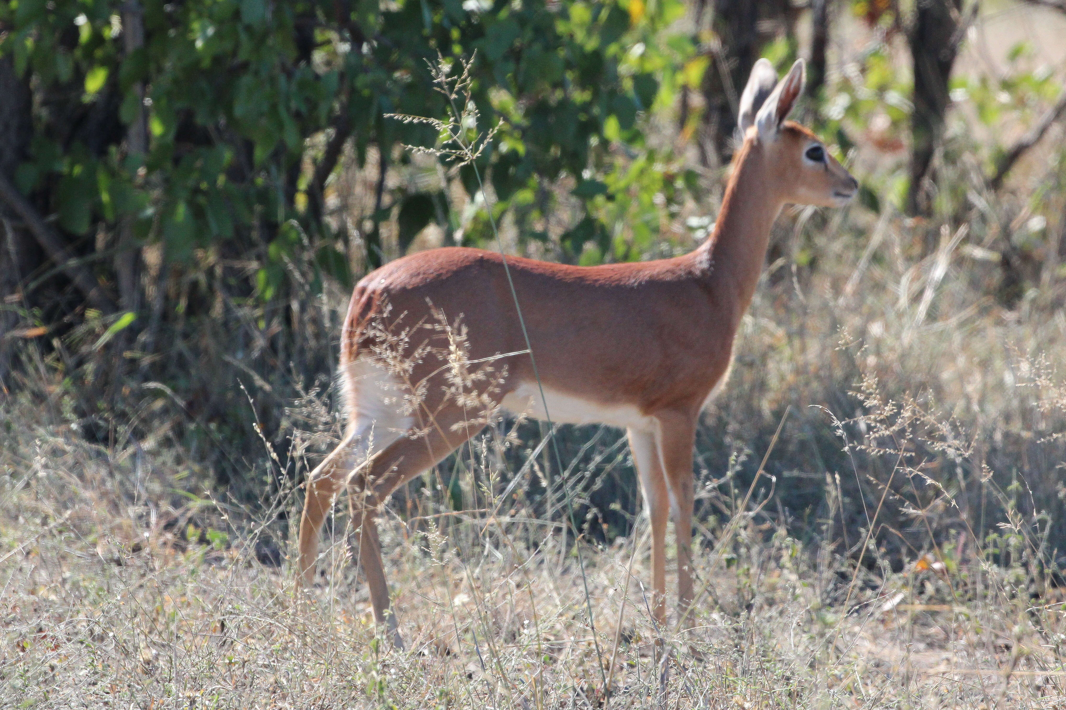 Image of Grysboks, Steenbok