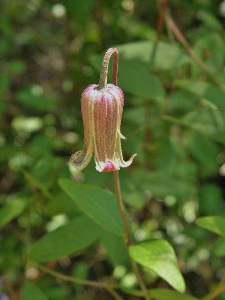 Sivun Clematis crispa L. kuva