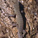 Image of Robust Dwarf Gecko