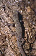Слика од Lygodactylus Gray 1864