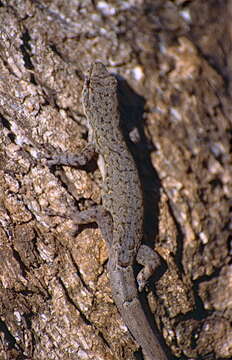 Слика од Lygodactylus Gray 1864