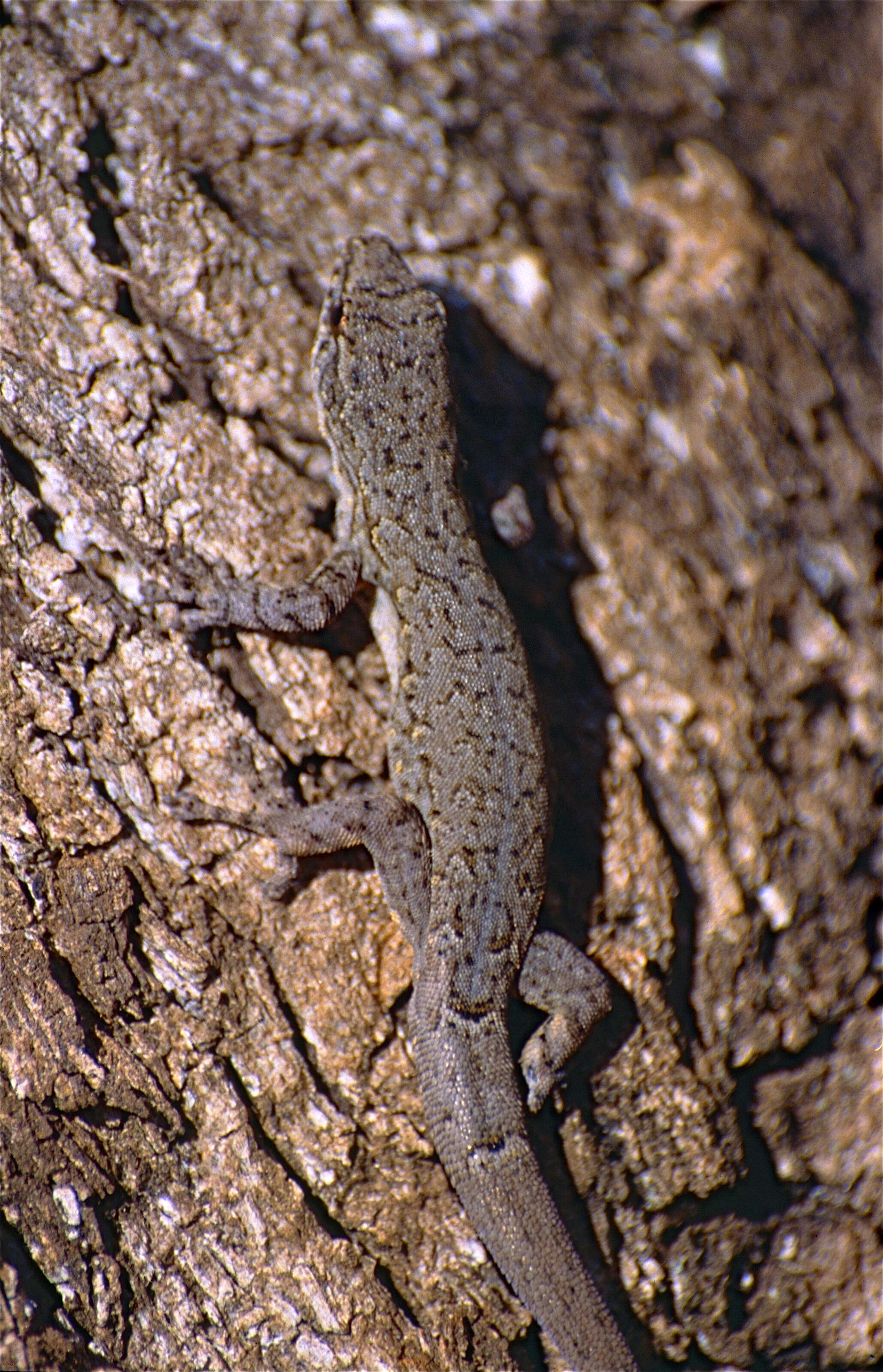 صورة Lygodactylus pictus (Peters 1883)