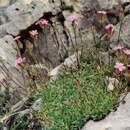 Image of Saponaria caespitosa DC.