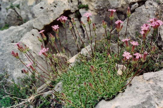 Image of Saponaria caespitosa DC.